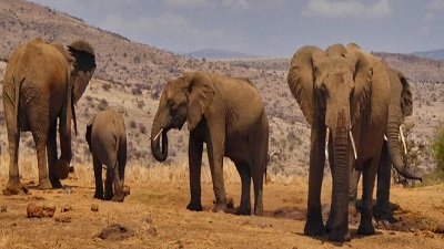 Kenyan wildlife census reveals conservation wins and losses
