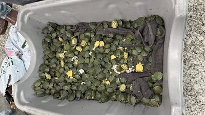 Chennai man from Bangkok and 707 hidden exotic turtles: How Kolkata Customs officials stopped wildlife trafficking