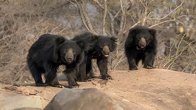 Tiger conservation efforts bring unexpected benefit to sloth bear habitats, says national study