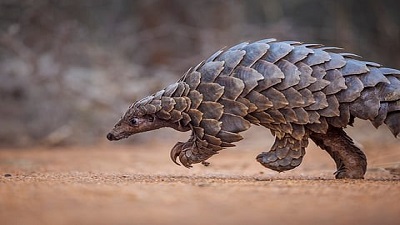 World Pangolin Day 2026: 500,000+ pangolins seized globally between 2016 and 2024