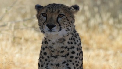 No more cheetahs from Namibia, next batch of wild cats only from South Africa