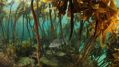 Global Kelp forests declining at 1.8% annually; indigenous knowledge can help, say experts