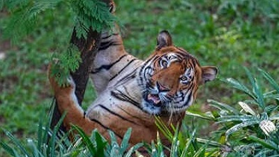 State forest dept gears up for national tiger census 2025-26