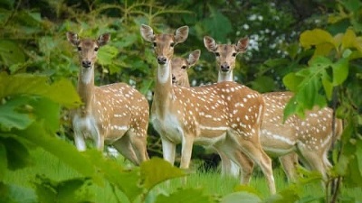 After spotted deer moved from Delhi park, petition in High Court on translocating animals