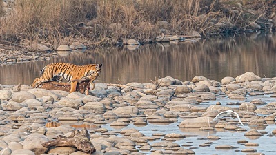 India lost 204 tigers in 2023, most of them in Maharashtra: WPSI