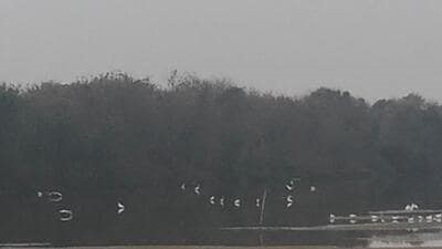 Flamingos skip Nerul wetlands as pollution chokes Navi Mumbai habitats