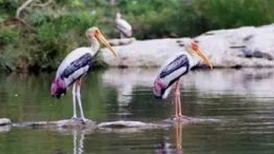 How climate change is altering bird migration
