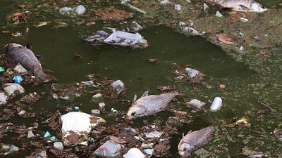 Tamil Nadu Unchecked pollution kills large number of fish in Vandiyur Teppakulam