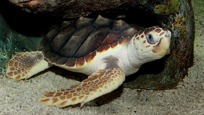 Loggerhead turtles face four-pronged threats due to climate change