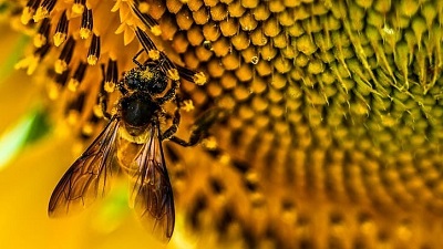 Honeybee diversity under threat from habitat loss, climate change in Odisha: Study