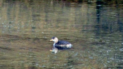 Migratory Red-Necked Grebe spotted in Rajasthan after 28 years