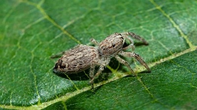 Students discover new species of jumping spider from heart of Pune city