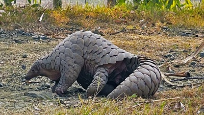 Beyond wildlife trade: Endangered pangolins are losing habitat in Pakistan