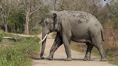 Elephant smuggled from Nepal, trail points to NGO in leopard poaching probe
