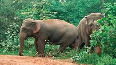 Karnataka spends Rs 22 lakh to radio collar each wild jumbo