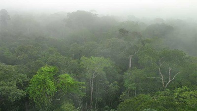 Amazon rainforest deteriorating too fast for species, climate to adapt