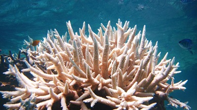 NOAA, ICRI confirm fourth global mass coral bleaching event in 2023-2024