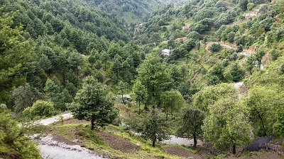 Climate change may cause up to 38% decline of low & mid latitude deodar trees
