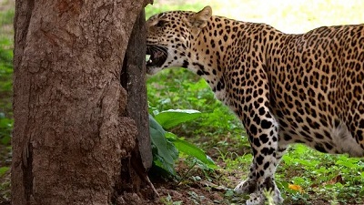 Human-leopard conflict: State forest dept, Wildlife SOS step up awareness, mitigation methods