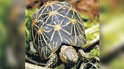 Bengaluru overtakes Chennai in number of seizures of exotic wildlife species