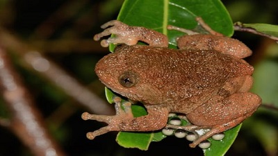 As agriculture expands in Western Ghats, endemic frog species face growing habitat loss and decline