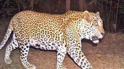 Karnataka records second highest leopard population in country