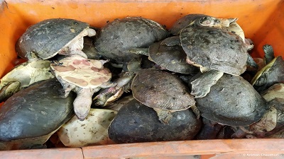 Tortoise & hard-shell turtle smuggling network wider, more organised than that for soft-shell turtle: Report