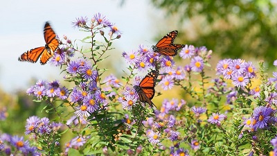 64 per cent increase in Mexico&rsquo;s Monarch butterfly population