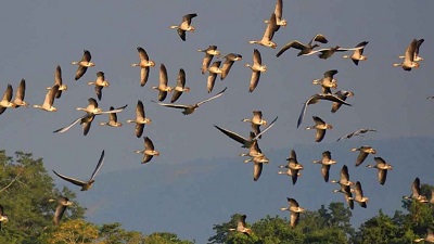 Kaziranga National Park records presence of 85 thousand birds