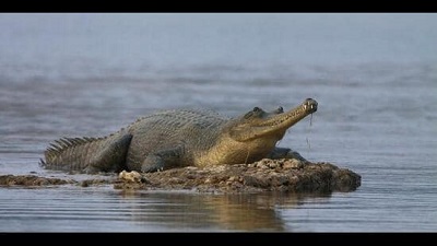 Gandak now second largest gharial population in country