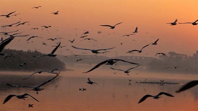 Over 7,000 more migratory birds flock Pong Dam reservoirs this time than last year