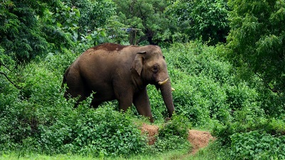 Indias wild elephant numbers drop by 18% first DNA based count shows