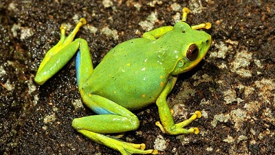 Amphibians see steep global decline: Study finds 788 species in decline over four decades