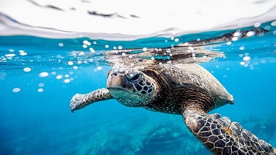 Marine heatwaves are cooking our ocean ecosystems &mdash; and will only become more common