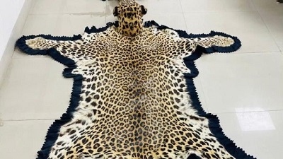 DRI seizes leopard skins, ivory in MP 2 held in wildlife trafficking crackdown