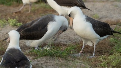 Worlds oldest known wild bird lays egg at the age of 74
