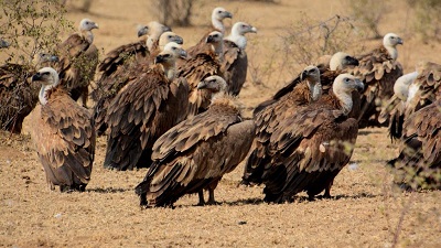 Gamechanger for India’s vultures: Experts laud Centre’s move to ban aceclofenac ketoprofen