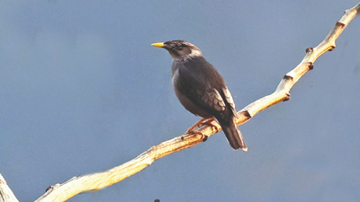 City based surgeon spots Burmese hybrid Myna first time in India