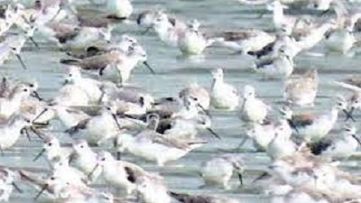 Migratory birds flock Point Calimere early