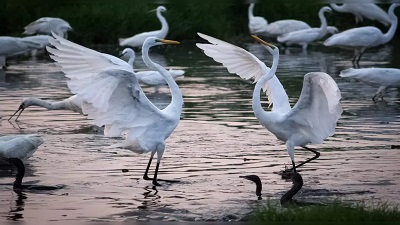 Andhra Pradesh’s Kolleru Lake is a wildlife hotspot; here’s why