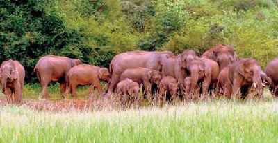 Radio collaring can help jumbos, crops and Hosur farmers