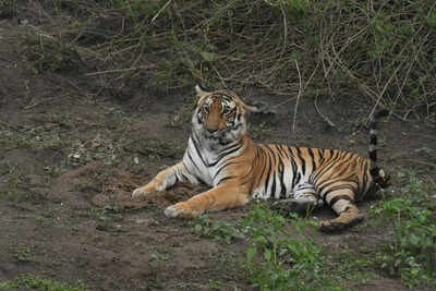 Increasing wildlife population has intensified concerns of human animal conflict in Shivamogga district