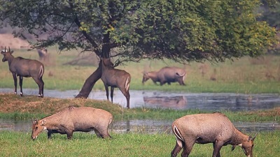 In a first, 913 blackbuck and Nilgai herded from the air into ‘bomas’ in MP’s Shajapaur