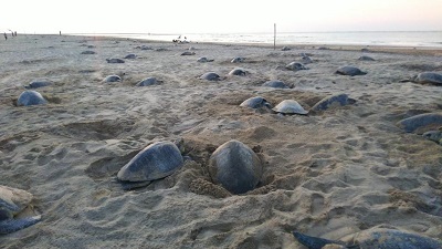 Olive Ridley nesting begins: Over 500,000 turtles lay eggs in 4 days at Odisha’s Gahirmatha sanctuary