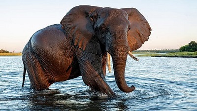 High-risk human-elephant conflict areas in Southern Africa could expand by 33%-100% by 2085, a new study forecasts