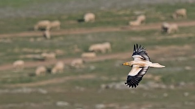 Almost half of migratory bird species now in decline: State of the World&rsquo;s Birds