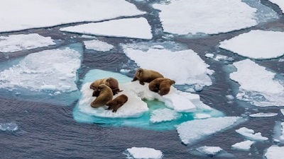 Melting of Arctic sea ice has slowed down. This is not ‘good news’