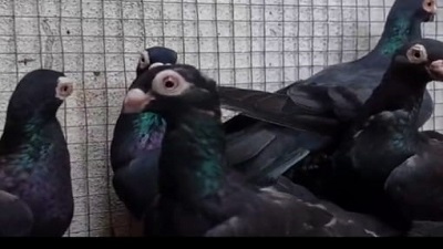 Bird Enthusiast Suggests Ways To Save Madurais Native Katta Mooku Pigeon From Extinction