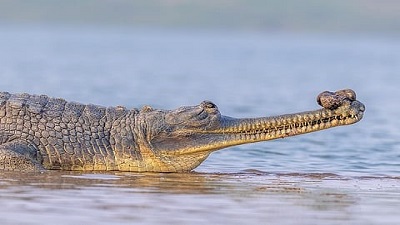 New species of extinct crocodilian, similar to North India&rsquo;s &lsquo;gharial&rsquo;, discovered in Egypt: Study