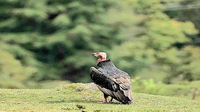 Rare red headed vulture spotted at 2650 metres in Uttarakhands Munsiyari